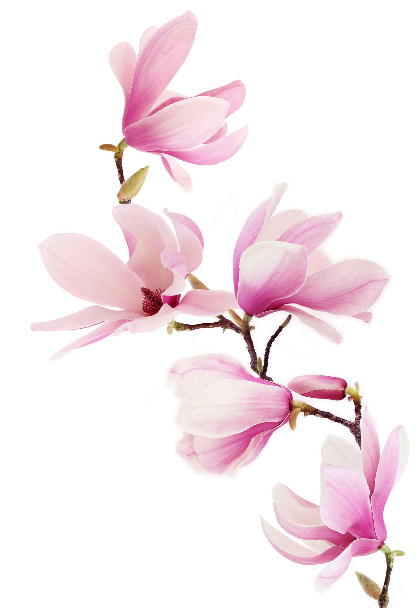 image-fond-blanc-magnolia-naturenergie