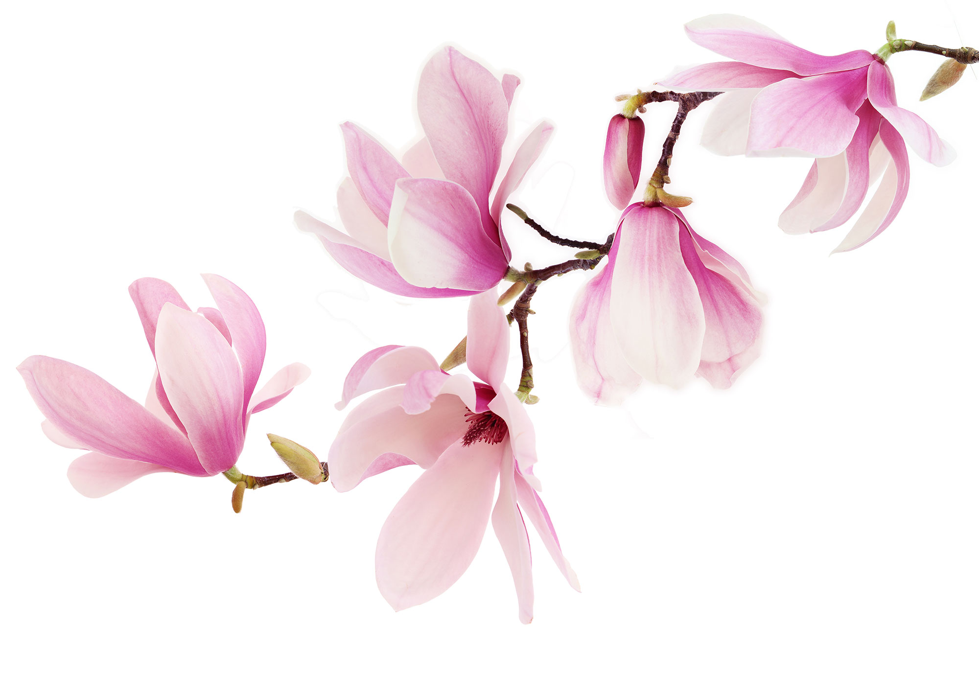 image-accueil-magnolias-horizontal-naturenergie